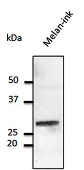 Rab32 Antibody