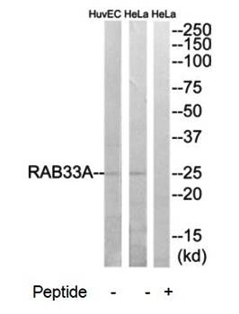 RAB33A antibody