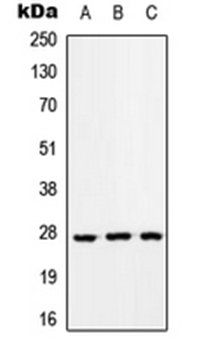RAB33A antibody