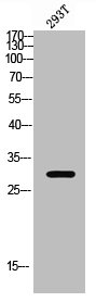 RAB34 antibody