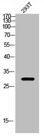 RAB34 Antibody