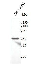Rab35 antibody