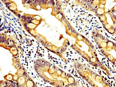 RAB35 Antibody