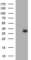 RAB37 antibody