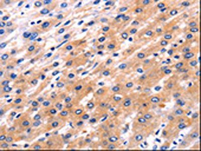 RAB39A Antibody