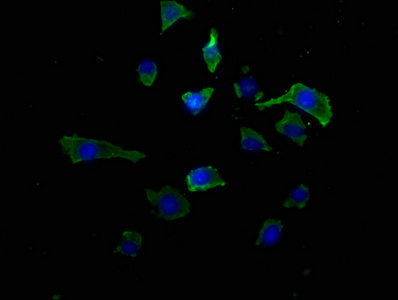 RAB39A Antibody