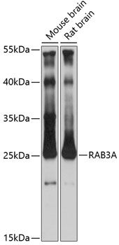 RAB3A antibody