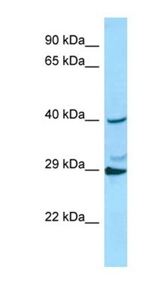 RAB3C antibody