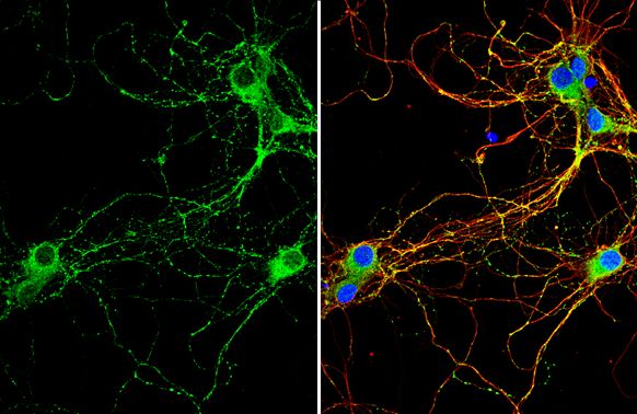RAB3C antibody [N1C3]
