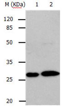 RAB3c Antibody