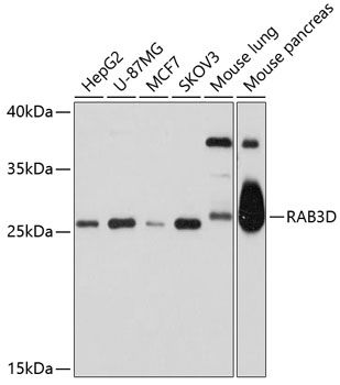 RAB3D antibody