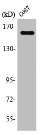 RAB3GAP2 antibody