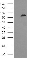 RAB3IL1 antibody