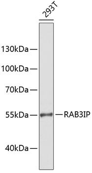 RAB3IP antibody
