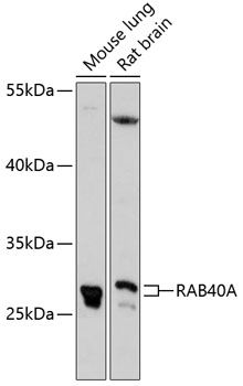 RAB40A antibody