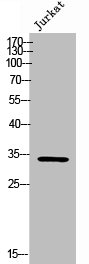 RAB40B antibody