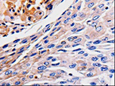 RAB41 Antibody