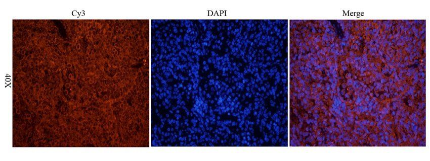 RAB5A Rabbit Polyclonal Antibody