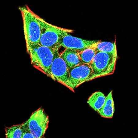 Rab5a Antibody