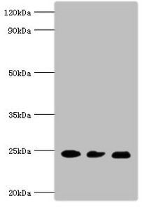 RAB5A Antibody