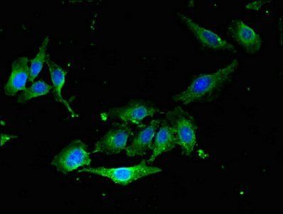 RAB5A Antibody