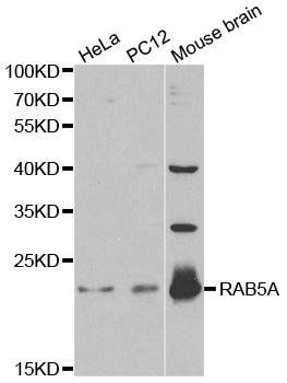 RAB5A antibody