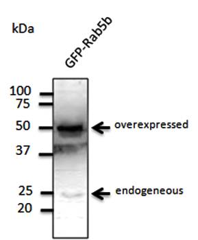 Rab5b antibody