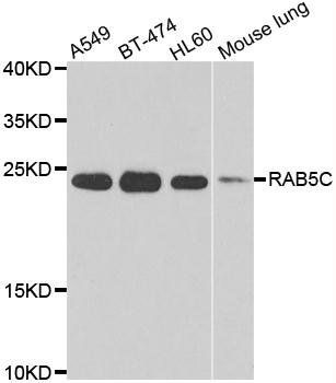 RAB5C antibody