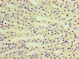 RAB6A Antibody