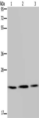 RAB6A antibody