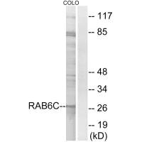 RAB6C antibody