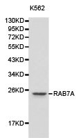 RAB7A Antibody