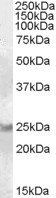 Goat anti-RAB8A Antibody