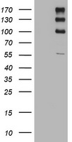 Rab9 (RAB9A) antibody