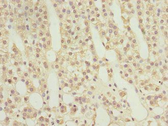 RAB9A Antibody