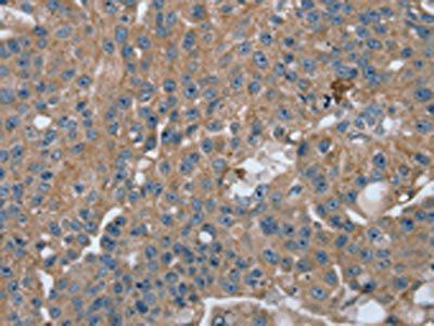 RAB9A Antibody