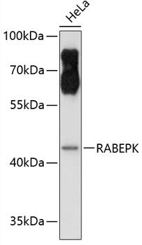 RABEPK antibody