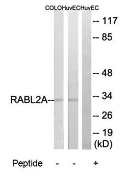 RABL2A antibody