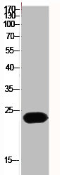RAC1/RAC2/RAC3/CDC42 Antibody