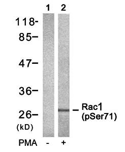 Rac1 (Phospho-Ser71) Antibody