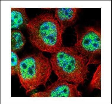 RACGAP1 antibody [N1N2], N-term