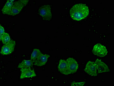 RACK1 Antibody