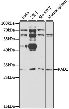 RAD1 antibody