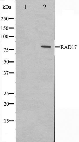 RAD17 antibody