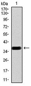 RAD18 Antibody