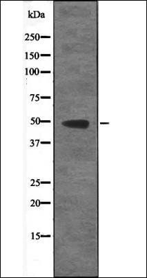RAD23 (Phospho-Ser357) antibody