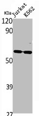 RAD23B Antibody