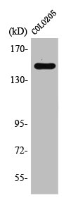 RAD50 Antibody