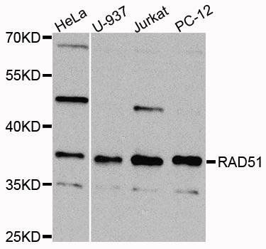 Rad51 antibody