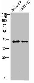 RAD51 Antibody